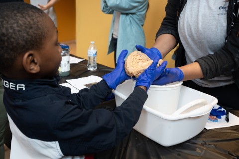4-Human Brain.jpeg 4-Human Brain.jpeg