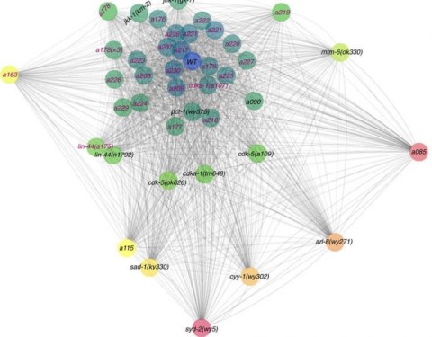 Alleles and phenotypical distances Hang Lu Alleles and phenotypical distances Hang Lu