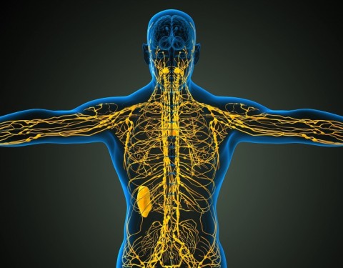 https://neuro.gatech.edu/sites/default/files/Hg_News/lymphatic.jpg https://neuro.gatech.edu/sites/default/files/Hg_News/lymphatic.jpg