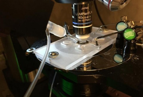 https://neuro.gatech.edu/sites/default/files/Hg_News/patch-clamp4251_copy_0.jpg