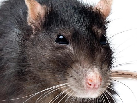 https://neuro.gatech.edu/sites/default/files/Hg_News/rat-whiskers_0.jpg https://neuro.gatech.edu/sites/default/files/Hg_News/rat-whiskers_0.jpg