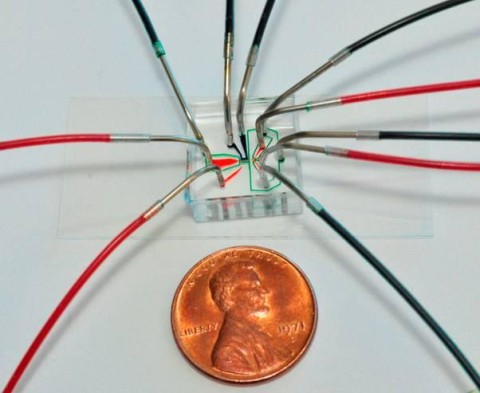 C. elegans sorting chip size C. elegans sorting chip size