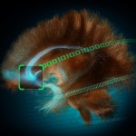 Depression DBS Brain Illustration
